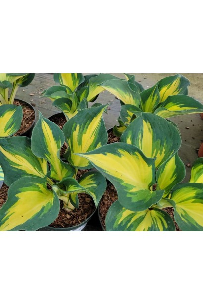 Hosta ’Beach Boy’ листя